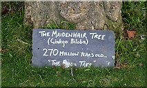 NO3901 : Maidenhair tree by Bill Kasman