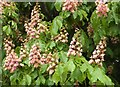 Horse chestnut flowers in Faversham