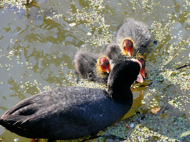 Group of Coots on the Manchester, Bolton and Bury Canal
