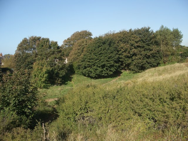 Trees at the western boundary of Newton Burrows