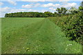 The Copse seen across a crop