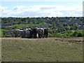 Feeding time for the horses at Holme Bank Farm