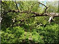 Fallen tree on Stoney Lane