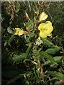 SS8477 : Evening primrose, Newton Burrows by eswales