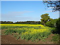 Oilseed rape crop near Lane House Farm