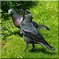 ST3086 : Jackdaw and feral pigeon by Robin Drayton