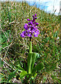 NS3303 : Early purple orchid by Mary and Angus Hogg