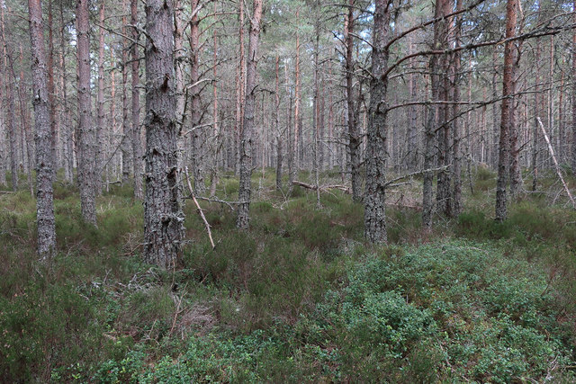 Abernethy Forest by Speyside Way