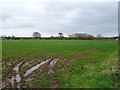 Grazing near Hopshort