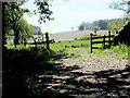 Looking Across Shrubbery Park