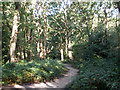 Path, East Sheen Common