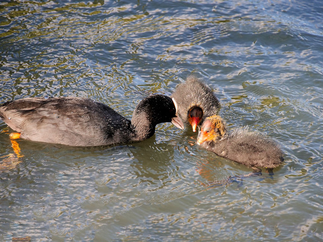 Coot Family