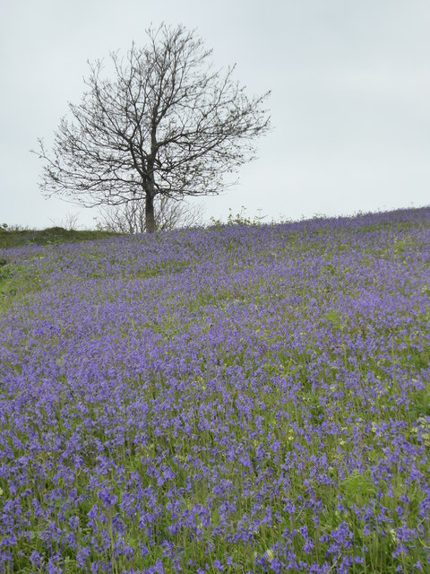 Lone tree and bluebells by the coast path