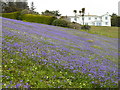 Field of bluebells by the coast path