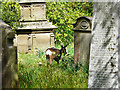NY3954 : Roe deer in Carlisle Cemetery (3) by Rose and Trev Clough