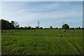 Horse and cattle beside the footpath