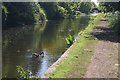 Goose on the Rushall canal