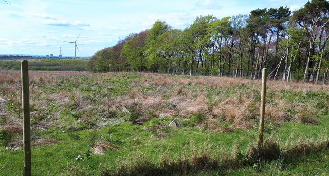 Tree/field boundary by East Drumloch