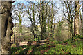 Fallen tree above Kip Water