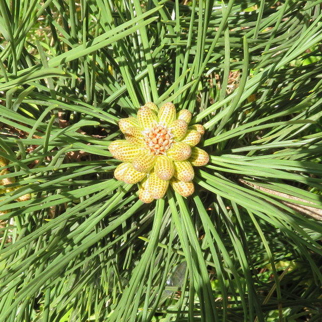 Male Pine cones