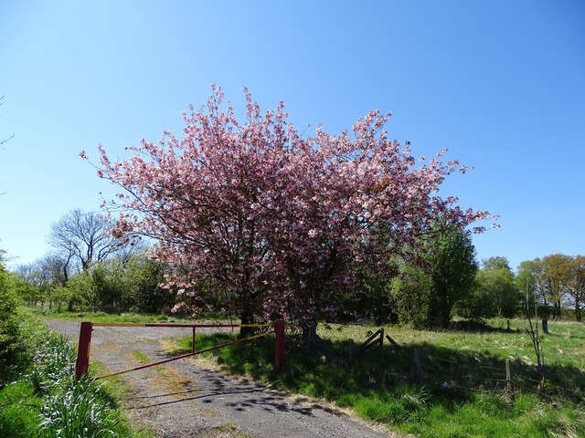 Cherry trees in blossom at Garlaff