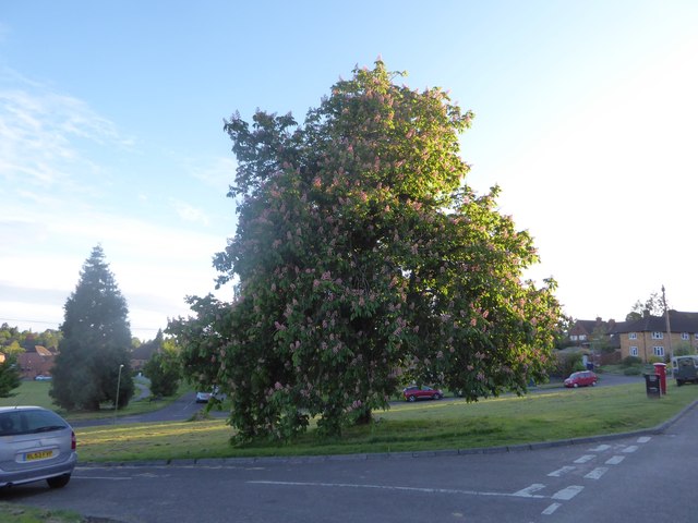 Red Horse Chestnut tree on Parsons Green