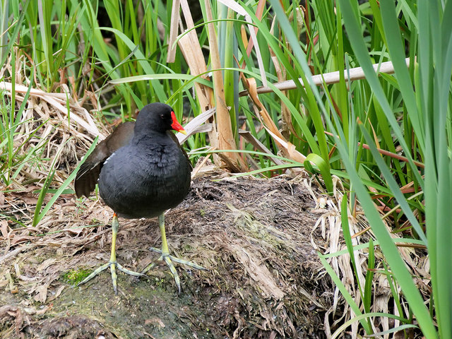 Moorhen on the Manchester, Bolton and... © David Dixon :: Geograph ...