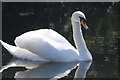 Swan on the Rushall canal