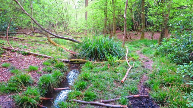 Stream in Thickthorn Wood, Kenilworth