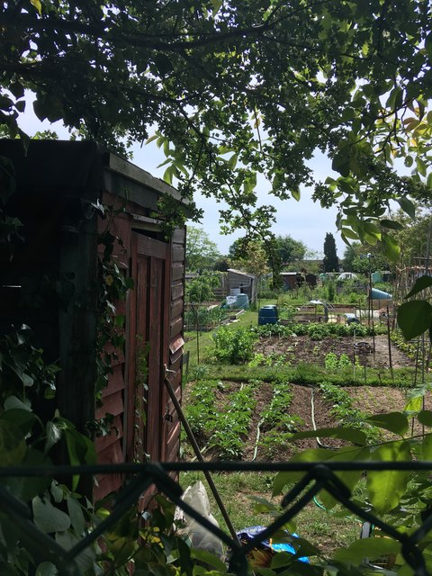 Sunbury Cemetery allotments from north