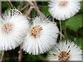 NZ1266 : Seedheads of Coltsfoot (Tussilago farfara), Heddon Common by Andrew Curtis