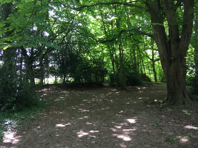 Canopy-covered clearing in Halliford Park