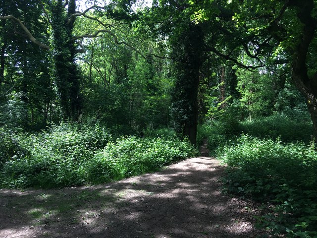 North-east path in Halliford Park