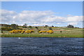 NJ8714 : River Don and gorse bushes in flower... by Bill Harrison