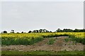 Tannington: Field of oil seed rape