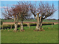 Field Boundaries near Chapelton