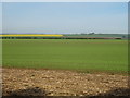 Emerging crop field near Little Argham