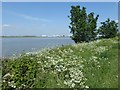 The Thames Path at Thamesmead