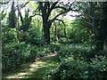 Typical view of woodland in Halliford Park