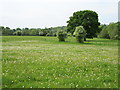 Meadow in springtime