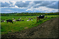 Morchard Bishop : Grassy Field & Cattle