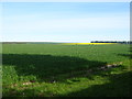 Crop field near Wold Newton Grange