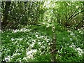 ST4908 : Dappled shade in Great Frenchay Coppice by Roger Cornfoot