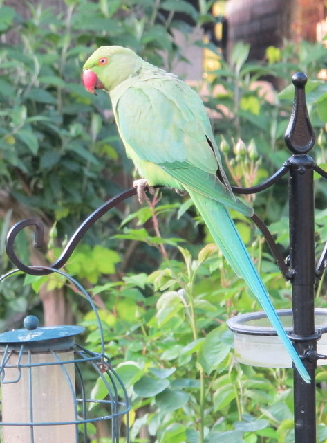 Parakeet on bird feeder, North Acton