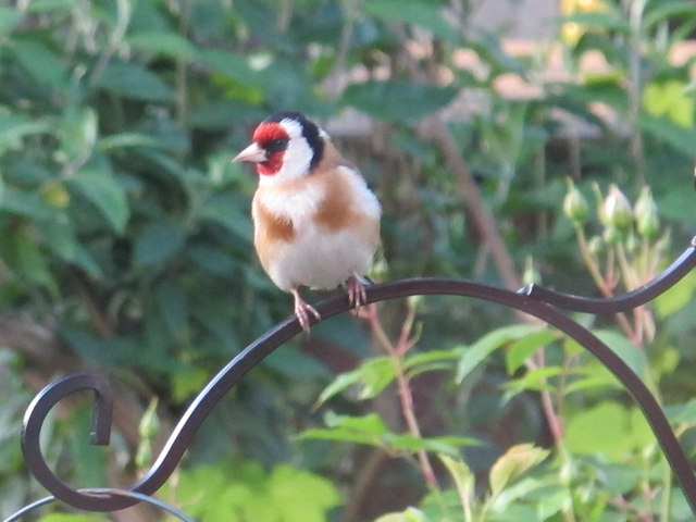 Goldfinch on bird feeder, North Acton