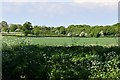 Earl Soham, Boundary Farm. Cereal crop