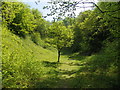 Buriton Chalk Pits