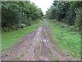 Muddy track - Alice Holt Forest