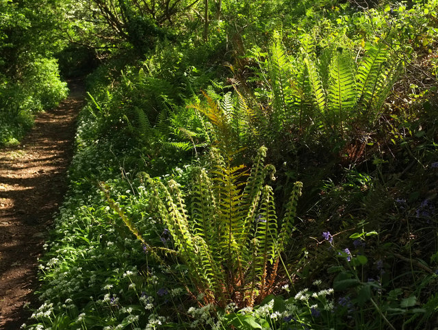 Ferns by the Carriage drive