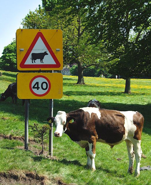 Beverley Westwood cattle